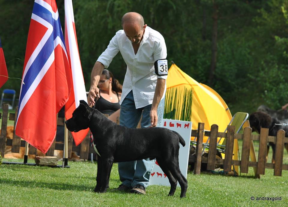 aslan