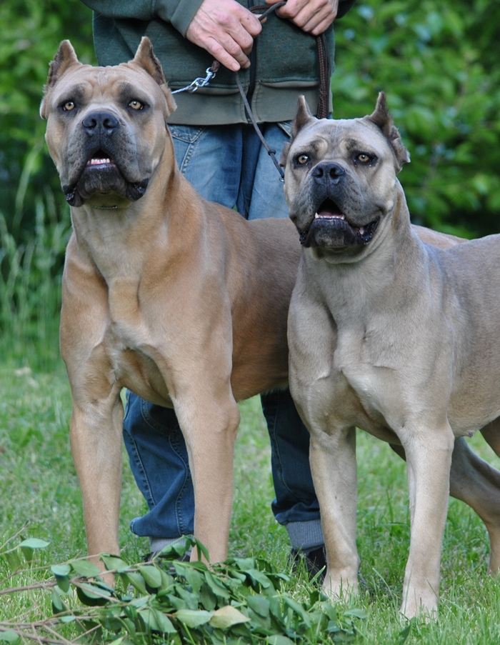 Bimba&Quick brother & sister