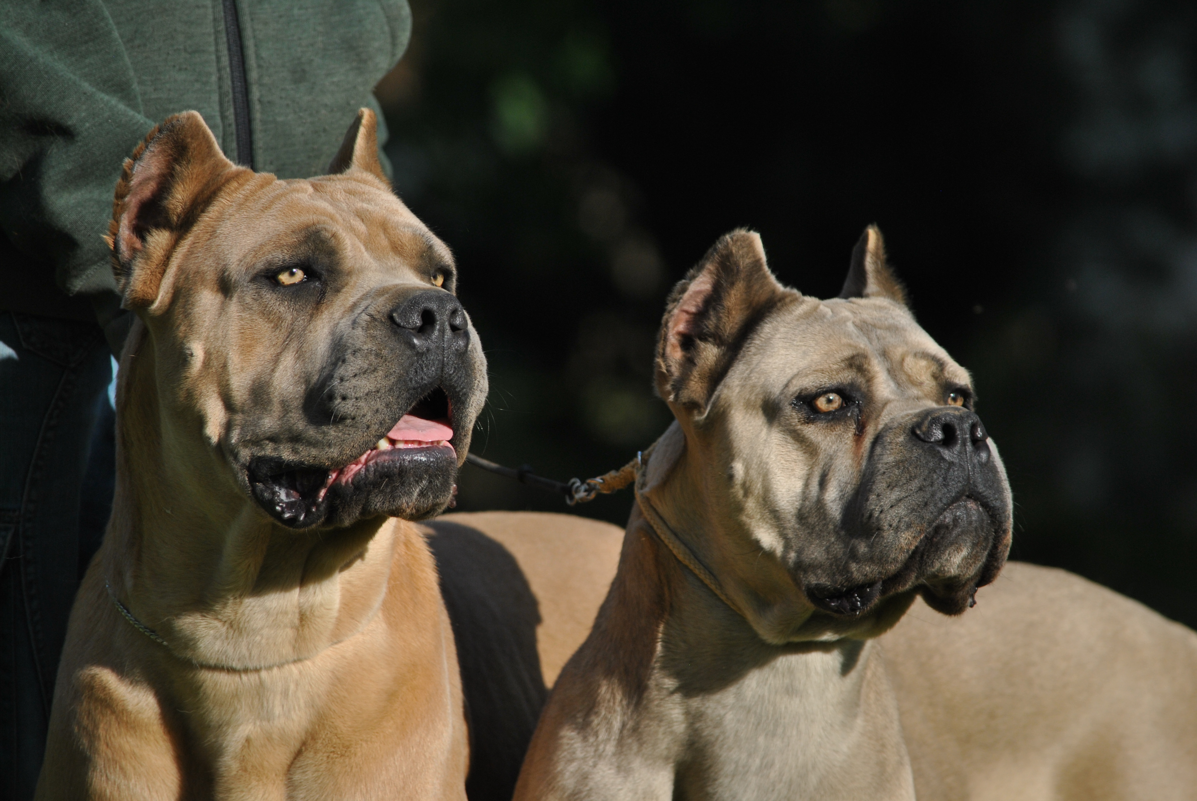 Quick Silver & Que Pasione - both 15 months!