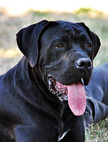 bibi2