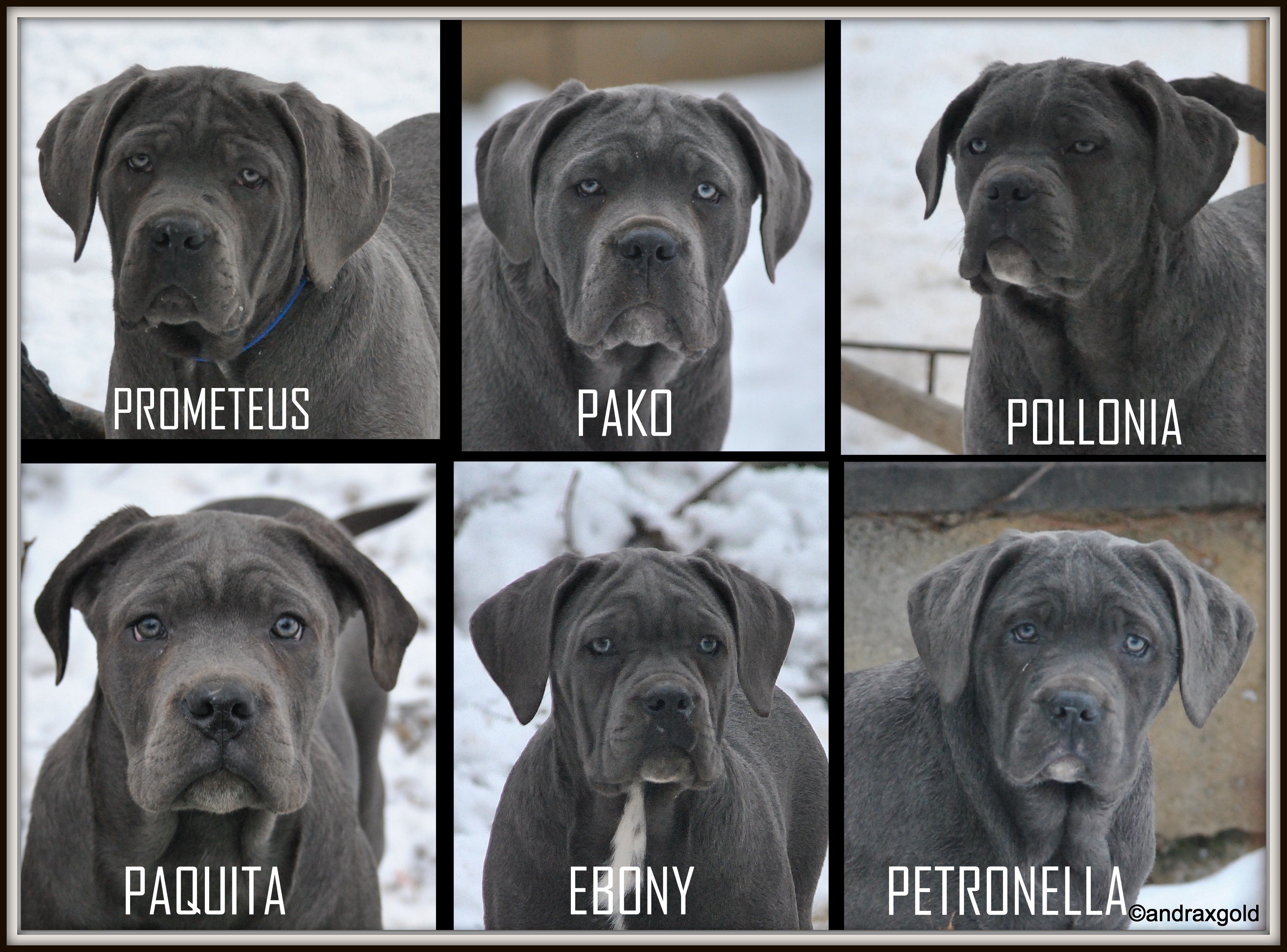 puppies by Aslan from 2 different litters