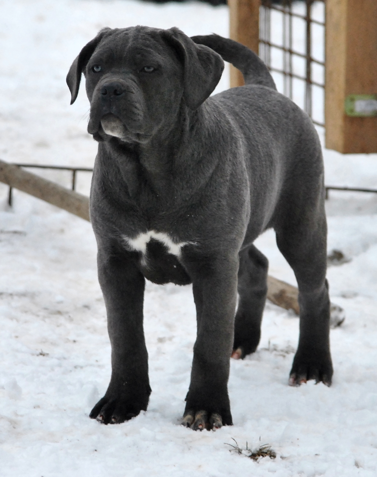 Pollonia Dell' Antico Cerberus 3 months old