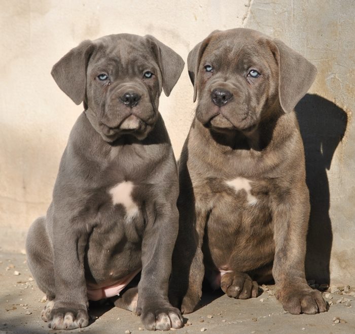 Oxygen & Odino DAC