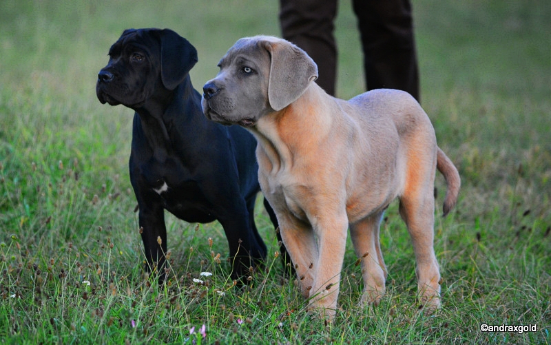 Jackpot & Jasira Andrax Gold