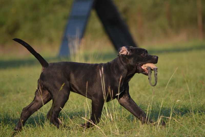 Versace Dell' Antico Cerberus 