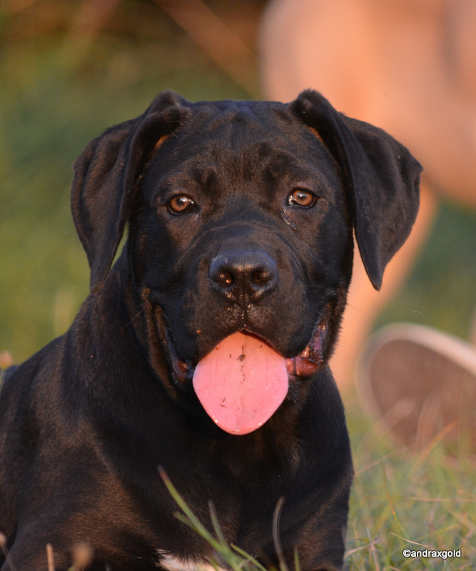 Versace Dell' Antico Cerberus 3 months