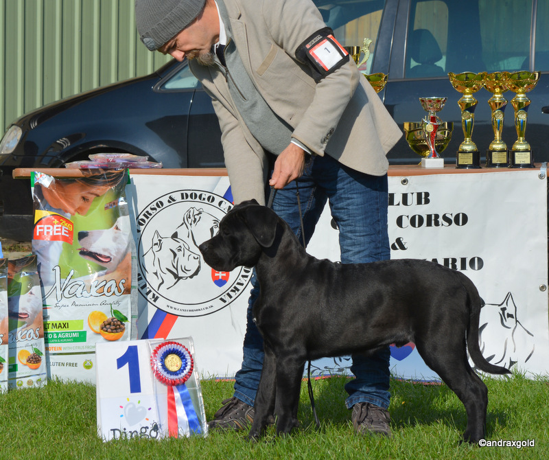 Versace dAC 4 months /1.st show BOB minor puppy