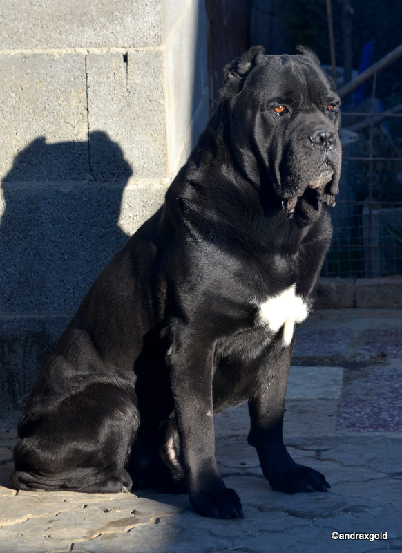 Desmo dell' Antico Cerberus 10 years old