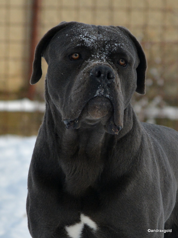 PAKO DELL' ANTICO CERBERUS - january 2017