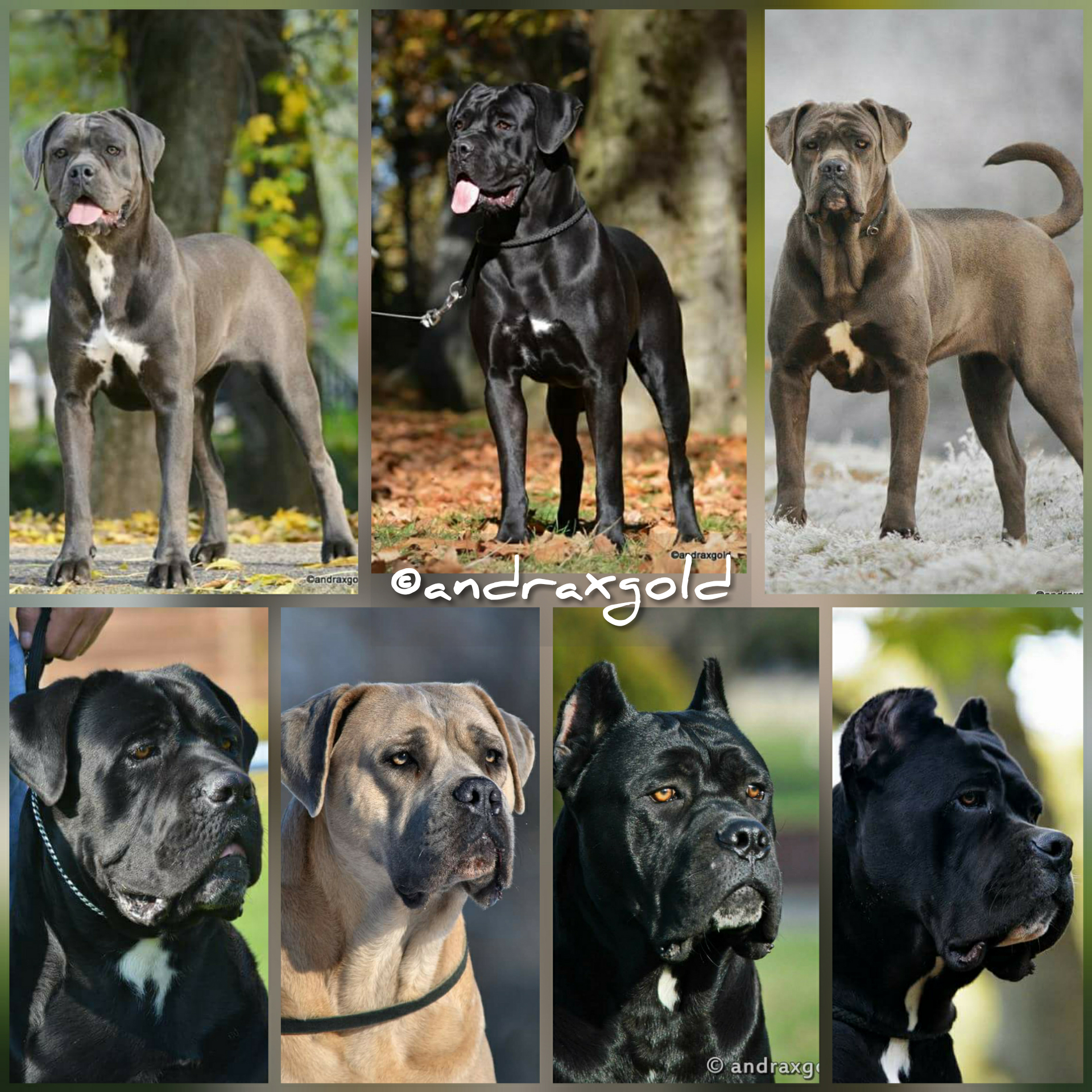 CollageMaker_20171026_075759236