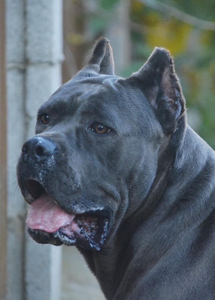 DIANE NKM ZAZU DOG MSZ