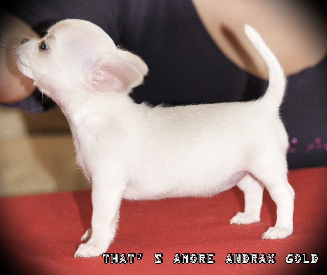 AMORE ANDRAX GOLD