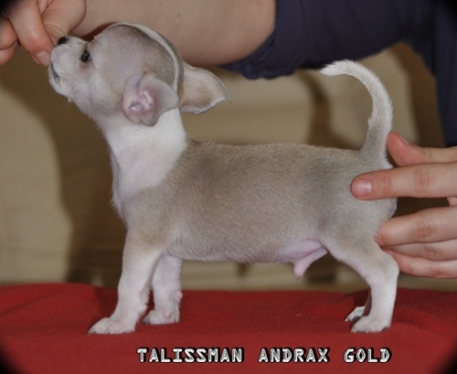 TALISSMAN Andrax Gold